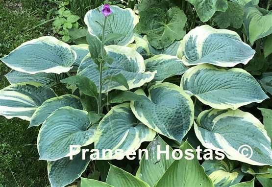 Hosta American Halo